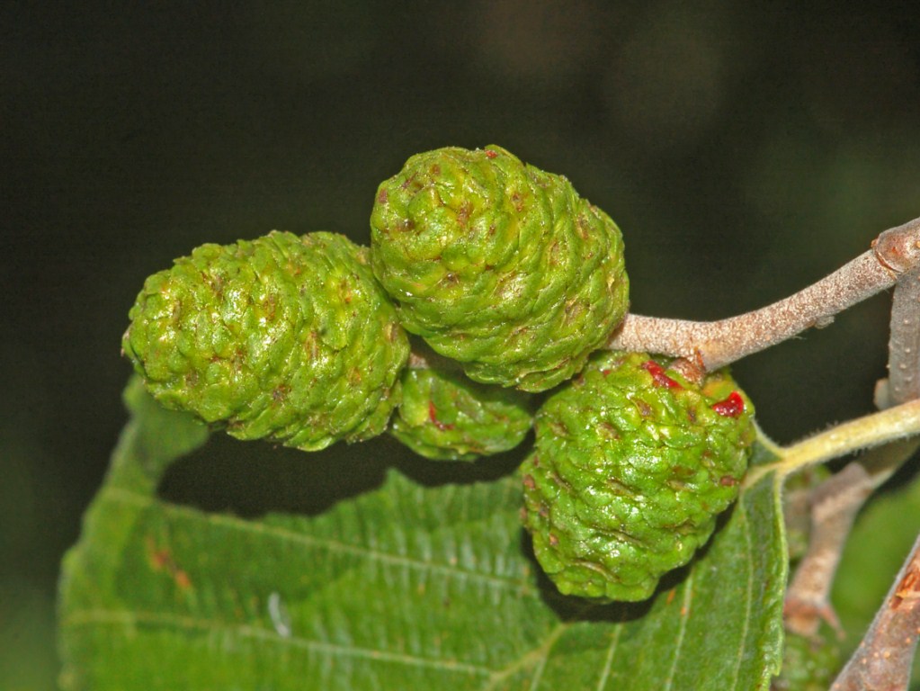 Sembrano delle piccole pigne ...- Alnus sp.